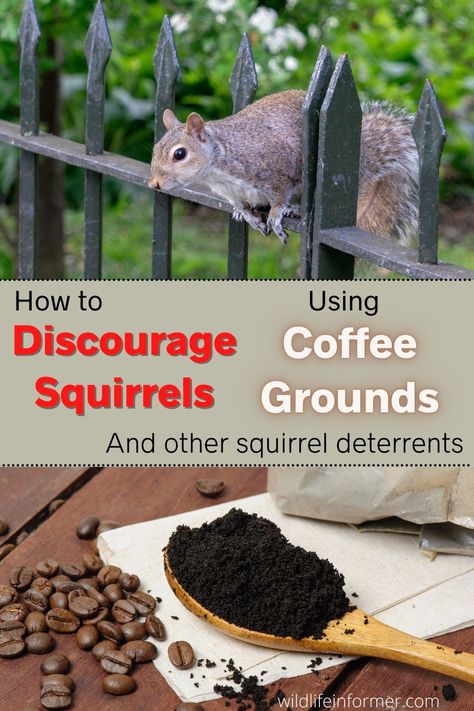 If you're looking for natural squirrel remedies you might have come across using coffee grounds. We take a look at this trick and if it can work for you #squirrels #squirelrepellent #naturalrepellents #squireldeterrent Squirrel Repellent Spray, Ground Squirrel Repellent How To Get Rid, How To Deter Squirrels From Garden, Diy Squirrel Repellent Homemade, Natural Squirrel Repellent, Squirrel Repellant Bird Feeder, Homemade Squirrel Repellent, Squirrel Deterrent Garden, How To Get Rid Of Squirrels