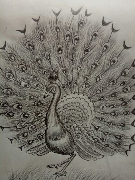 Peacock Drawing Pencil Sketch Beautiful, Peacock Sketch Pencil, Peacock Drawing Pencil, Peacock Drawing Images, Peacock Drawing With Colour, Peacock Sketch, Bordado Jacobean, Coloring Canvas, Peacock Drawing