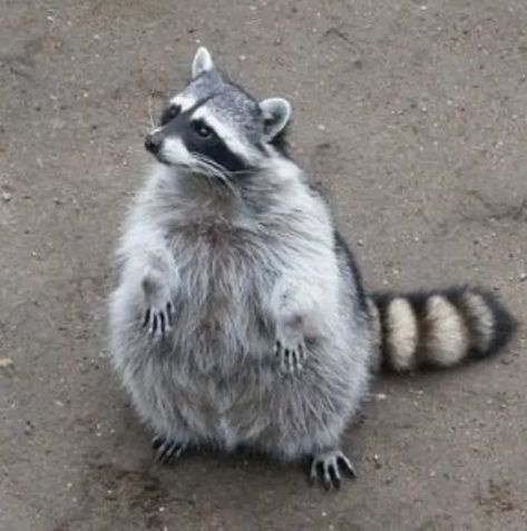 20 Chubby Raccoons Who Ate All The Foods | Cuteness Fat Raccoon, Raccoon Repellent, Galactik Football, Fat Animals, Pet Raccoon, Cute Raccoon, Raccoon Funny, Animale Rare, Animal Antics