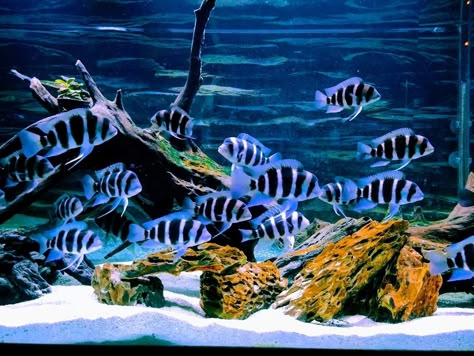 A simply gorgeous tank of frontosa...fishaccordingtosteve.com Frontosa Tank, Best Aquarium Filter, Fish Tank Themes, Custom Aquarium, Amazing Aquariums, Tropical Fish Tanks, Tropical Freshwater Fish, Pet Room, Fresh Water Fish Tank