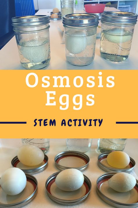 Have you ever made an eggshell disappear? Explore chemical reactions, plasma membranes, diffusion and more in this osmosis egg experiment. Biology Activities High School, Egg Experiment, Chemistry Experiments For Kids, Vetenskapliga Experiment, Biology Experiments, School Science Experiments, Egg Experiments, Biology Activity, Science Cells