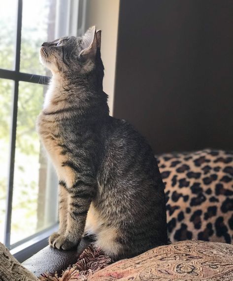 Ranger Looking Up Tabby Cat Pictures, Tabby Cats, Cat Seat, Gallery Ideas, Cat Reference, Cat Water Fountain, Orange Tabby Cats, Cat Pose, Norwegian Forest Cat