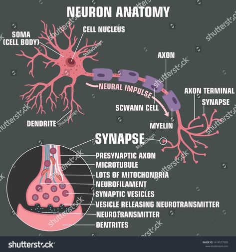 Vector scientific icon structure of neuron and synapse. Description of the anatomy of the neuron of the brain and synapse. Illustration of the structure of a neuron and synapse in a flat minimalism #Ad , #SPONSORED, #structure#neuron#synapse#Vector Synapse Neurons Art, Structure Of Neuron, Synapse Neurons, Brain Synapse, Neuron Drawing, Neuron Diagram, Neuron Synapse, Neuron Structure, Types Of Neurons