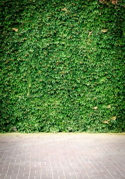 Background For Editing, Ivy Wall, Green Ivy, Green Wall, Ivy, Wall, Green