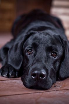 Have you made any New Year’s resolutions to improve your pet’s health? Labrador Nero, Labrador Noir, Black Labrador Retriever, Black Lab Puppies, Lab Dogs, Labrador Retriever Puppies, Lab Puppies, Lion Art, Labrador Retriever Dog