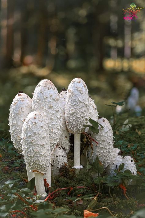 Fantastic Fungi, Edible Fungi, Botanical Inspiration, Edible Mushrooms, Mushroom Fungi, Slime, Stuffed Mushrooms, Forest, Novelty Christmas