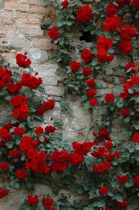 Red Rose Bush Pictures, Photos, and Images for Facebook, Tumblr, Pinterest, and Twitter Rose Bush, Climbing, Roses, Flowers, Wall, Red