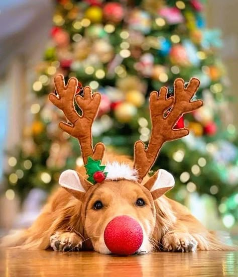 Christmas Dog Photography, Christmas Pet Photos, Whatcha Doin, Dog Christmas Photos, Dog Christmas Pictures, Hot Dog Bar, Golden Retriever Christmas, Dog Xmas, Dog Calendar