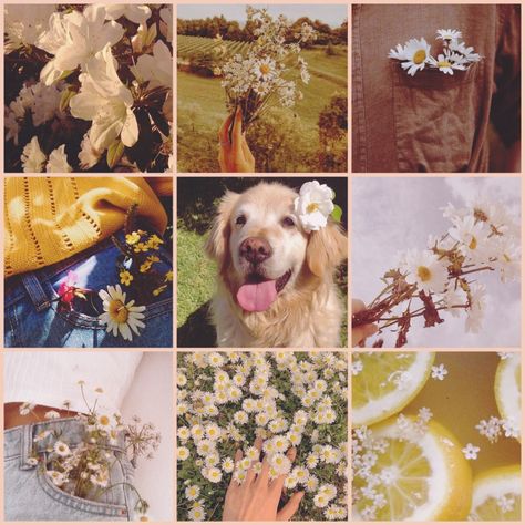 Moodboard made by me on InShot (I make all my moodboards there) Moodboard Adopt, Animal Moodboard, Dog Moodboard, Moodboard Adopts, Moodboard Pictures, F2u Moodboards, Black Moodboard, Alluring Aesthetic, Moodboard Inspo