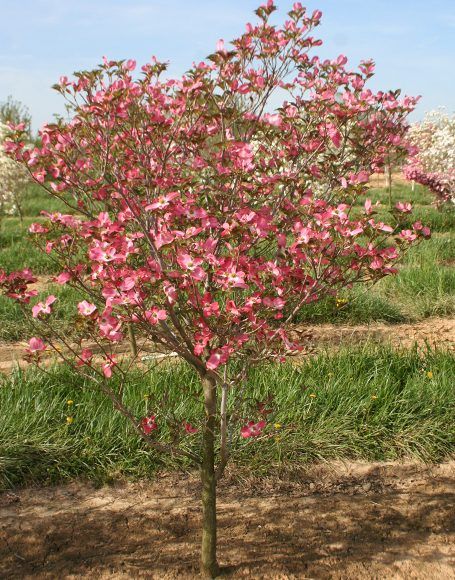 Cornus Florida Rubra Dogwood Trees, Cornus Florida Dogwood, Cornus Florida, Rustic Garden Design, Dream Garden Backyards, River Rock Garden, Modern Water Feature, Pools For Small Yards, Front Lawn Landscaping