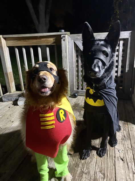 Harley Quinn Dog Costume, Dog Costumes Black Dogs, Dog Costumes For Black Dogs, Batman And Robin Dog Costume, Batman Dog Costume Diy, Costume To Do With Your Dog, Last Minute Dog Costume, Dog Hollowed Costumes, Black Dog Halloween Costumes With Owner