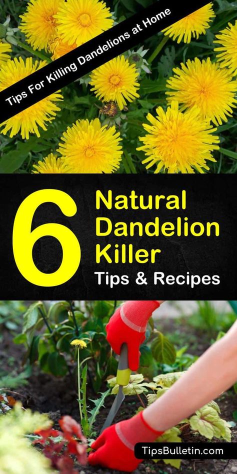 Get Rid Of Dandelions, Dandelion Plant, Weeds In Lawn, Diy Lawn, Lawn Care Tips, Healthy Lawn, Simple Organic, Garden Care, Lawn And Garden