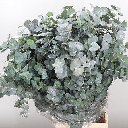 Wholesale Dutch flowers. Wholesale Floral Supplier Leatherleaf Fern, Silver Eucalyptus, Names Of Flowers, Eucalyptus Cinerea, Confetti Ideas, Dutch Flowers, Gum Trees, Wholesale Flowers Wedding, Most Popular Flowers