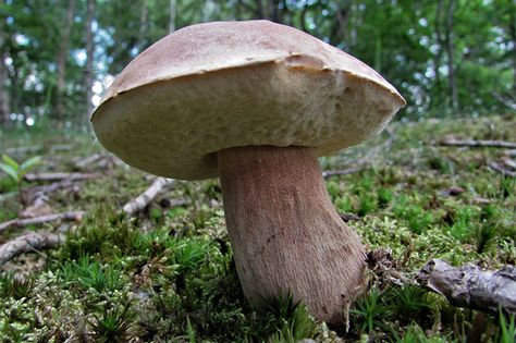 Identifying Boletus Mushrooms Bolete Mushroom, Best Edibles, Edible Mushrooms, Simple Rules, Eating Raw, In The Flesh, A Family, Stuffed Mushrooms, Google Search