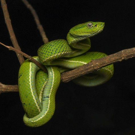 Side-striped palm pitviper Snake Side View, Branch Drawing, Chinese Dragon Art, Snake Painting, Snake Photos, Viper Snake, Pit Viper, Beautiful Snakes, Snake Tattoo