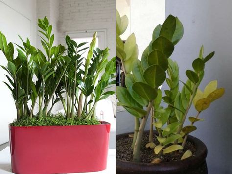 Zz Plant Care, Plant Leaves Turning Yellow, Zamioculcas Zamiifolia, Yellow Leaf, Zz Plant, Plant Problems, Diy Flower Pots, Indoor Plant Care, Plant Guide