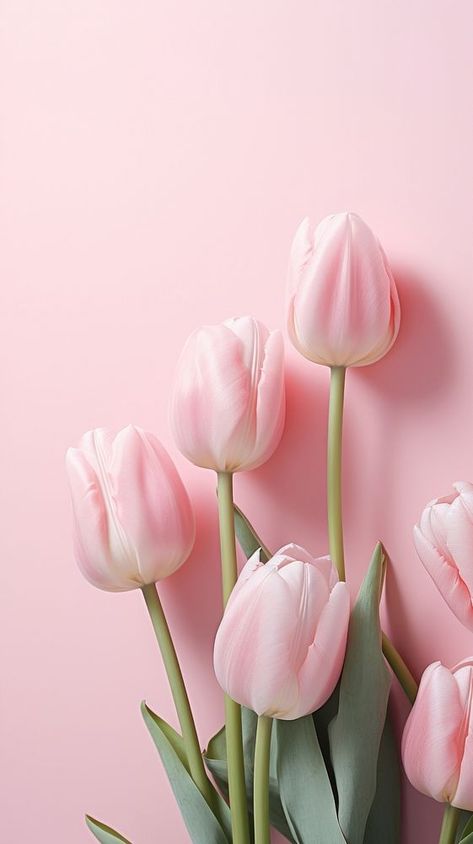 Tulip flower petal plant. | premium image by rawpixel.com Download Wallpaper Iphone, Cool Pink Wallpaper Iphone, All Pink Wallpaper Iphone, Pink Images Aesthetic, Cute Backround Photos, Tulip Phone Wallpaper, Flower Aesthetic Wallpaper Iphone, Rosas Wallpapers, Pink Tulip Wallpaper