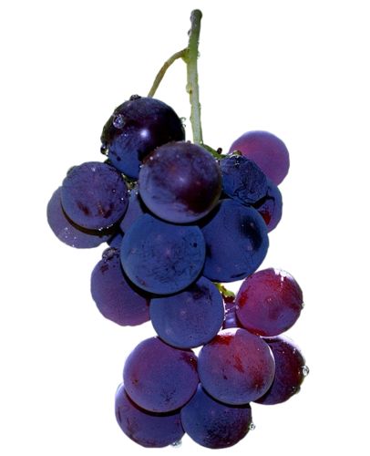 Grapes, Purple, Water, White