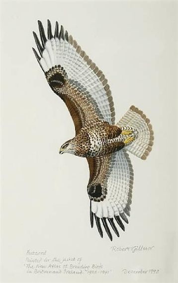 Buzzard by Robert Gillmor Buzzard Illustration, Buzzard Drawing, Types Of Turtles, Buzzard, Linocut Art, Wildlife Artists, Nature Illustration, Bird Illustration, Illustration Artists