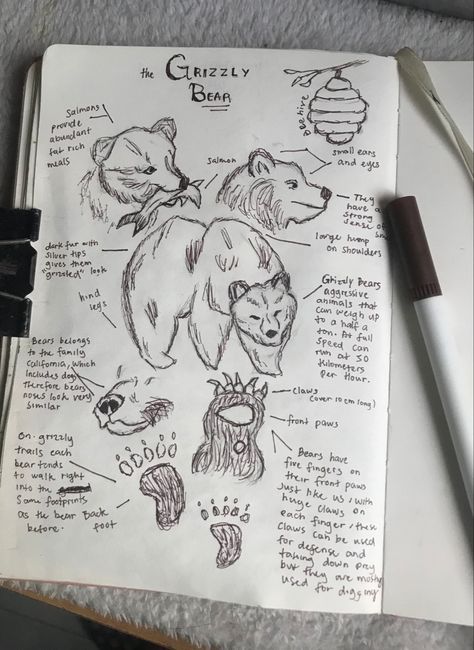 Sketch Book Cottagecore, Natural Study Drawing, Zoology Aesthetic Drawing, Animal Encyclopedia Aesthetic, Fantasy Field Journal, Animal Study Drawing, Animal Journal Ideas, Fantasy Journal Pages Ideas, Zoology Drawings