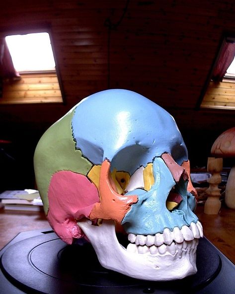 A 3d model of skull from an anatomical model Scanned with the MakerBot Digitizer Desktop 3D Scanner Anatomical Skull, Skull Reference, 3d Scanners, 3d Scanner, 3d Printer Designs, Printer Laser, 3d Printing Diy, 3d Printer Projects, 3d Printing Projects