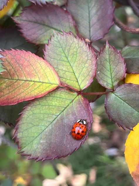 Lady Beetle, Quick Saves