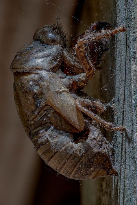 Cicada pupa shell... #cicada #cicadapupa #cicadanymph #canonfavpic #macrophotography #macro #nature #photography #naturephotography #macros #naturelovers #photographer #insect #insects #closeup #macro_captures #art #photo #macro_perfection #canon #canonphotography #wildlife #macro_mood #macro_brilliance #wildlifephotography #macroworld #outdoors #macroclique Macro Nature Photography, Cicada Shell, Photo Macro, Macro Photos, Wild Life, Art Photo, Taxidermy, Macro Photography, Animal Photography