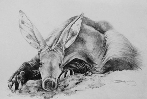 Aardvark Drawing, Aardvark Tattoo, Wild Art, Charcoal Art, Pose References, Unusual Animals, Art Animals, Animals Art, Wildlife Nature