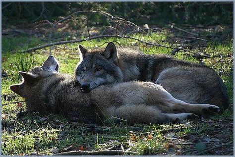 There's someone in the wolf Wolf World, Wolf Love, Wild Wolf, Wolf Pictures, Wolf Spirit, Beautiful Wolves, Majestic Animals, Lone Wolf, Wild Dogs