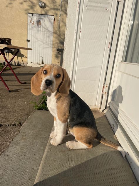 Beagle Puppy Cutest, Beagle Dog Aesthetic, Beagle Aesthetics, Corgi Breeds, Baby Corgi, Socializing Dogs, Funny Puppies, Puppy Funny, Cute Corgi Puppy