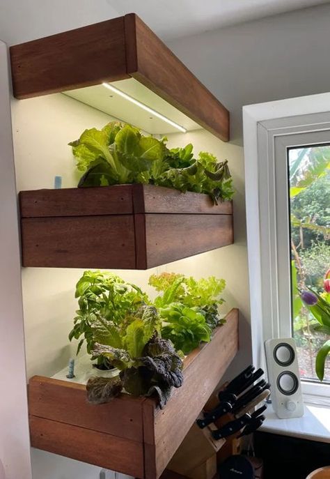 6 Herbs and Vegetables Anyone Can Grow in Kitchen | Balcony Garden Web Small House Garden, Companion Planting Vegetables, Herb Wall, Hydroponic Farming, Herb Garden In Kitchen, Herb Containers, Kitchen Balcony, Container Vegetables, Herb Garden Design