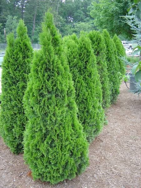 ‘Emerald Green’ arborvitae are quite useful as a narrow medium height screen in full sun. They can be planted close to a property line fence to preserve yard space, and will grow to fifteen feet. Emerald Arborvitae, Thuja Occidentalis Smaragd, Bamboo Arbor, Green Giant Arborvitae, Rustic Arbor, Giant Arborvitae, Wedding Arbor Rustic, Emerald Green Arborvitae, Arborvitae Tree