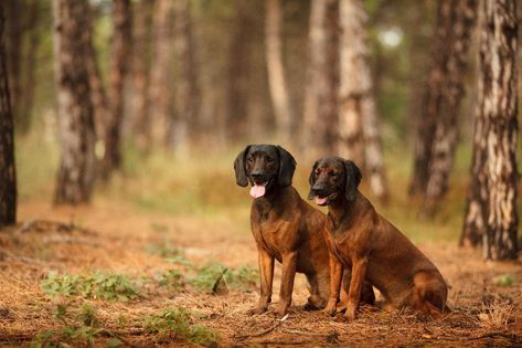 Bavarian Mountain hound Bavarian Mountain Hound, Calm Dog Breeds, Loyal Dog Breeds, Hunting Dogs Breeds, Bird Hunter, Hound Dogs, Hound Puppies, Loyal Dogs, Calm Dogs