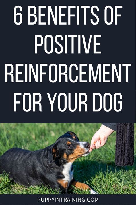 6 Benefits of Positive Reinforcement for Your Dog - Puppy In Training Dog Training Commands, Positive Reinforcement Dog Training, New Puppy Checklist, Training Puppy, Best Treats For Dogs, Dog Commands, Dog Behavior Training, Basic Dog Training, Dog Potty Training