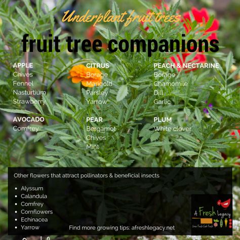 Fruit Tree Garden, Food Forest Garden, Garden Companion Planting, Growing Fruit Trees, Growing Tomatoes In Containers, Companion Plants, Healthy Fruit, Permaculture Gardening, Edible Landscaping