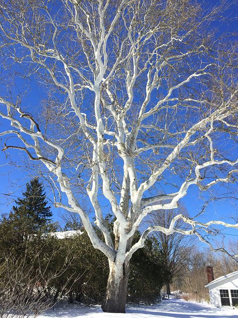 Leaflit — American Sycamore | Community | vtcng.com Tree Identification, Sycamore Tree, Native Garden, Garden Studio, Watercolor Trees, Tree Leaves, Landscaping Plants, Landscape Projects, Growing Tree