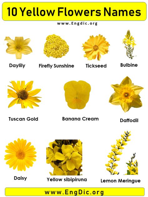 10 Yellow Flowers names with Pictures Flowers are a beautiful addition to any garden, and there are many different types of flowers to choose from. Each type of flower has its own unique name, and here is a list of 10 yellow flowers name with pictures. Daisy Daffodil Bulbine Banana Cream Lemon Meringue Tuscan Gold Yellow sibipiruna Firefly Sunshine Tickseed Daylily Yellow Flower Names with Pictures Yellow Daisy The daisy, or “YELLOW” is a flower that takes its name from the color of Yellow Colour Flowers, Types Of Yellow Flowers, Yellow Flowers Meaning, Yellow Filler Flowers, Bright Yellow Flowers, Different Flowers Types, White Flowers Names, Yellow Flowers Names, Different Type Of Flowers