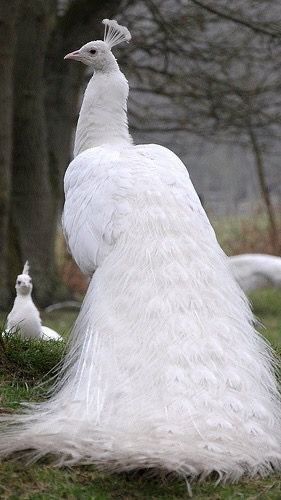 Baby Reptile, Albino Peacock, Peacock Pictures, Peacock Wall Art, White Peacock, Peacock Painting, Bird Wallpaper, Exotic Birds, Bird Photography