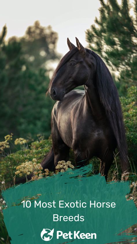 Rare Horse Colors, Curly Horse, Largest Horse Breed, Unusual Horse, Rare Horse Breeds, Rare Horses, Pull Cart, Types Of Horses, Akhal Teke