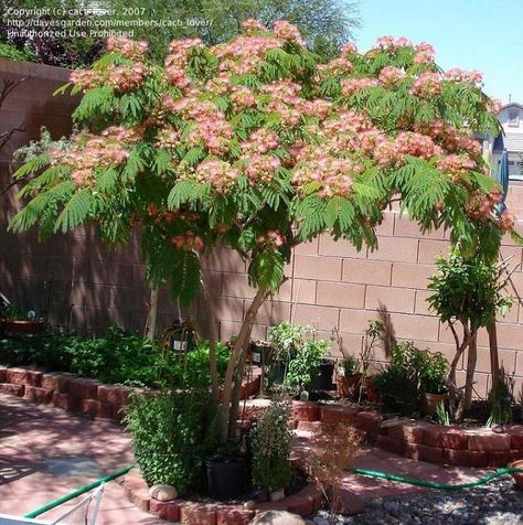 Mimosa Trees, Mimosa Flowers, Pink Mimosa, Persian Silk Tree, Mimosa Tree, Albizia Julibrissin, Decor Plants, Tree Spirit, Silk Tree