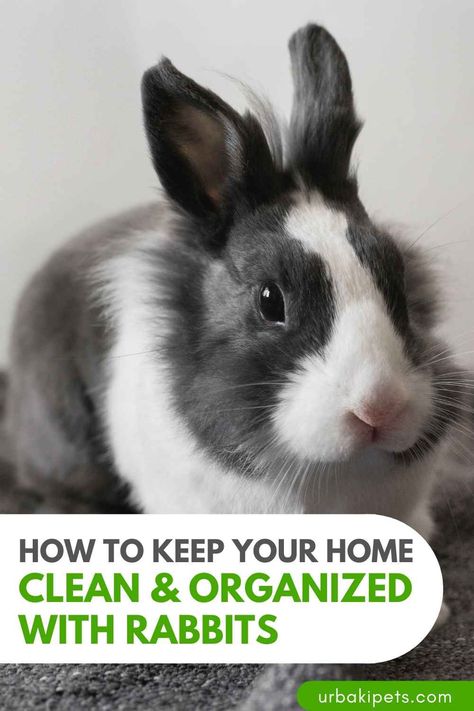 Maintaining a clean and organized living space with rabbits comes with its challenges. Fear not, as in this guide inspired by the insightful Lennon The Bunny, we'll share secrets on how to keep your home clean & organized with rabbits. Let's dive into the bunny-approved tips and tricks for a harmonious coexistence. 1. Bunny-Proofing Essentials: A Clean Start The first step in achieving a tidy bunny haven is bunny-proofing. Lennon The Bunny suggests investing time in securing... Bunny Proofing, Pet Rabbit Care, Bunny Room, Raising Rabbits, Bunny Stuff, Indoor Rabbit, Rabbit Care, Organized Living, Grooming Routine