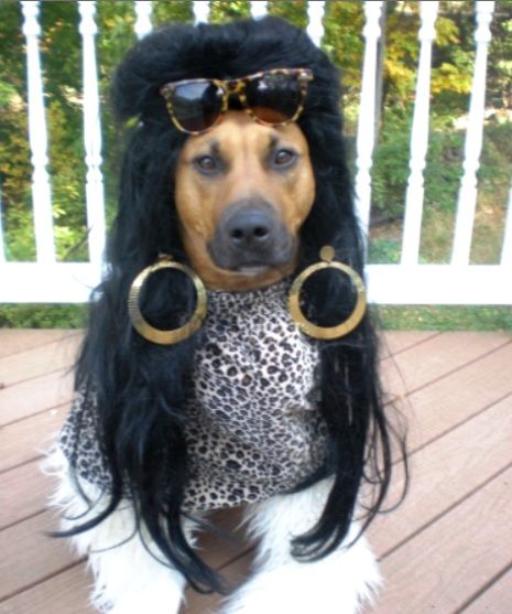 "Snookie" Dog With Eyebrows, Peg Bundy, Dog Funnies, Funny Animal Photos, Dog Halloween Costumes, Dog Daycare, Dog Costumes, Dog Costume, Halloween Animals