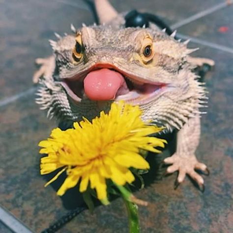 Albino Bearded Dragon, Bearded Dragon Halloween Costumes, Bearded Dragon Photoshoot, Bearded Dragon Aesthetic, Beard Dragon, Breaded Dragon, Leopard Gecko Cute, Dragon Terrarium, Dragon Funny