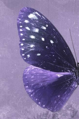 Purple Cute, Purple Vibe, Butterfly Poster, Purple Girls, Purple Themes, Purple Art, Butterfly Pictures, Purple Butterfly, All Things Purple