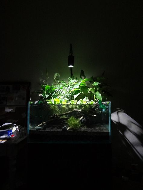 30g Shallow Pool Riparium | The Planted Tank Forum Shallow Tank Aquascape, Shallow Aquascape, Shallow Pool, Parlor Palm, Planted Tank, Diy Trellis, Peace Lily, Lily Flower, I Decided