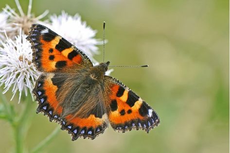 Insect Photography, Butterfly Species, Big Butterfly, Citizen Science, Wildlife Prints, Watercolour Inspiration, British Wildlife, Butterfly Pictures, Wildlife Photos