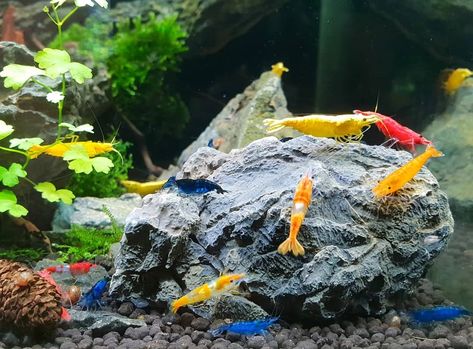 Shrimp Pet Tanks, Pet Shrimp Aquarium, Shrimp Tank Aquascape, Shrimp Tanks, Shrimp Aquarium, Pet Shrimp, Ghost Shrimp, Terrarium Tank, Fish Tank Terrarium