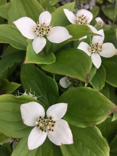 Canadian bunchberry (Flowers of the White Mountains, NH) · iNaturalist Front Landscaping, Garden Maintenance, White Mountains, Botanical Beauty, Floral Color, Trees And Shrubs, Nature Images, Ground Cover, Native Plants