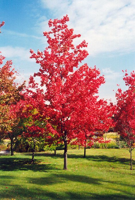 Red Maple (Acer rubrum) at Hicks Nurseries Acer Rubrum, Glen Echo, Red Trees, Red Maple Tree, Landscaping Trees, Columnar Trees, Ideas Fiesta, Summer House Garden, Specimen Trees