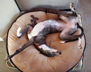 Greyhound Sleeping, Happy Pose, Round Bed, Sight Hounds, Greyhound Adoption, Greyhound Art, Mine Mine, Sleep Time, Grey Hound Dog